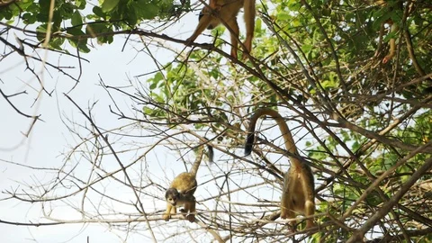 Cute  Black-Capped Squirrel Monkey In the pampas of the Bolivian Amazon Stockbeeldmateriaal 125486428