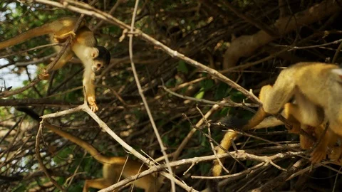 Cute  Black-Capped Squirrel Monkey In the pampas of the Bolivian Amazon Stock Footage 125486449