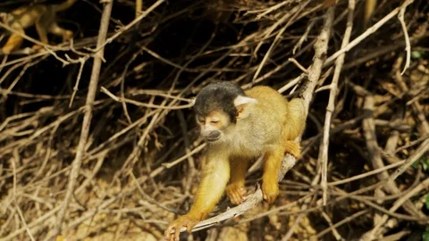 Cute  Black-Capped Squirrel Monkey In the pampas of the Bolivian Amazon Stockbeeldmateriaal 125486483