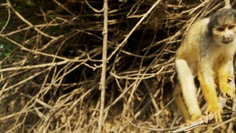 Cute  Black-Capped Squirrel Monkey In the pampas of the Bolivian Amazon Stockbeeldmateriaal 125486494