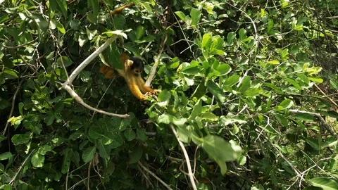 Cute  Black-Capped Squirrel Monkey In the pampas of the Bolivian Amazon Stockbeeldmateriaal 125487007