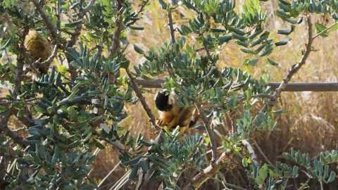 Cute black capped squirrel monkey eating and playing on nature. Stock Footage 168778184