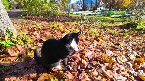 A cute black cat basks in the sun in an autumn park. Slowmotion Stock Footage 322020581