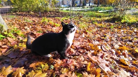 A cute black cat basks in the sun in an autumn park. Slowmotion Stock-Footage 322020582
