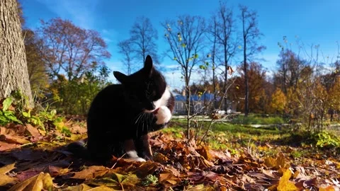 A cute black cat basks in the sun in an autumn park. Slowmotion Stock Footage 322020583