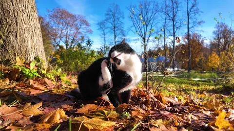 A cute black cat basks in the sun in an autumn park. Slowmotion Vídeo Stock 322020584