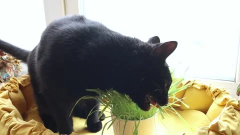 A cute black cat eats grass . The concept of a healthy diet for animals Stock Footage 194779088
