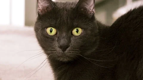 Cute black cat Video stock 87393963
