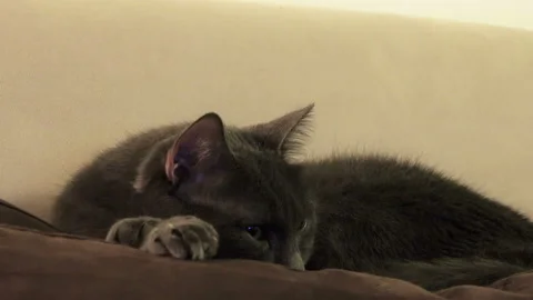 Cute black cat  Stock Footage 87852449