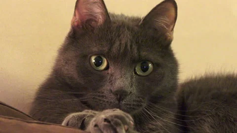 Cute black cat  Video stock 87852487