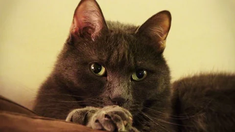 Cute black cat  Video stock 89037975