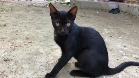 A cute black cat Stock Footage 279287282