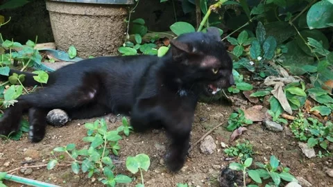 A cute black cat Stock Footage 279296215