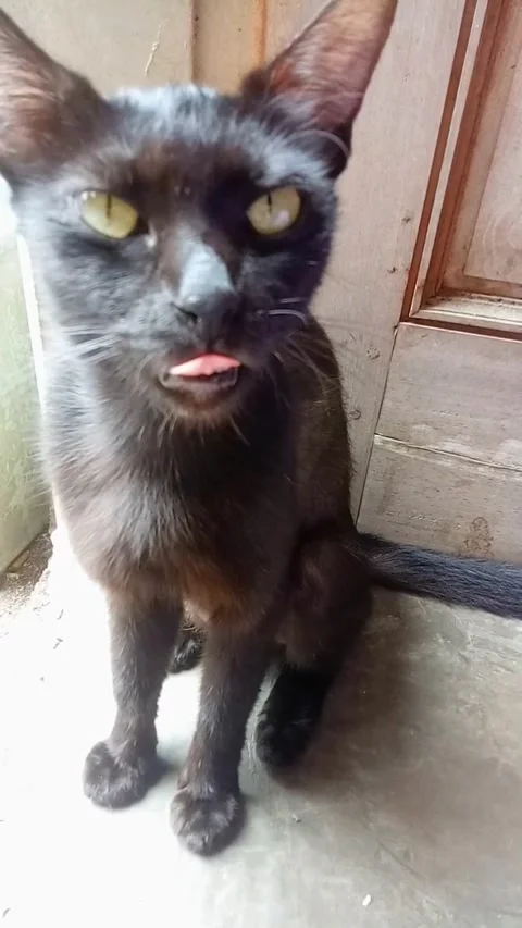 Cute black cat 库存影片 291210252