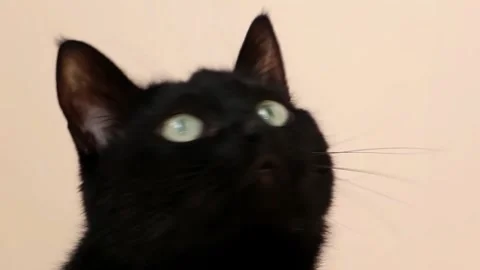 Cute black cat green eye look up curious adorable feel for pet care Stock Footage 340601969