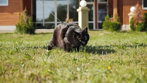 Cute black cat on leash walking, sniffing, eating green grass sprouts on lawn Video stock 219304191
