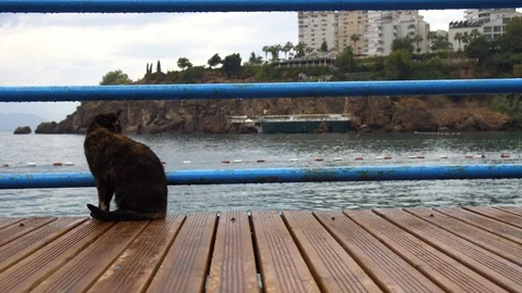 Cute black cat looking away sitting on pier at seaside Stock Footage 95727342