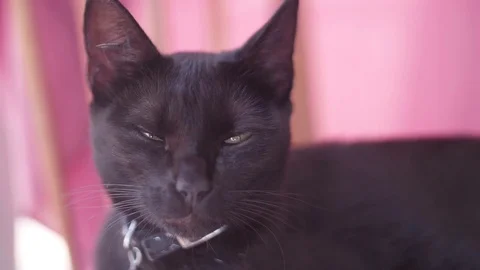 Cute black cat looking at camera Stock Footage 76851904
