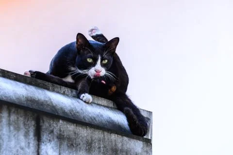 Cute black cat looking forward from top building. Stock Photos