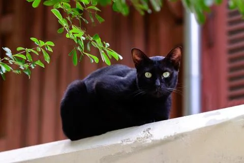 Cute black cat looking forward from top building. Stock Photos