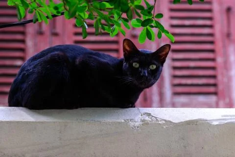 Cute black cat looking forward from top building. Stock Photos