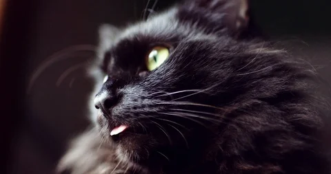 Cute black cat looking out window then licking her fur Stock Footage 88933624