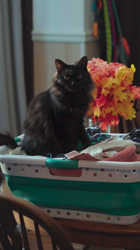 Cute black cat lying down inside a full laundry basket 스톡 동영상 313769643