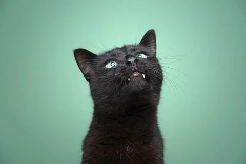 Cute black cat with overbite looking up curiously Stock Photos