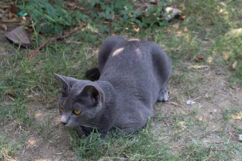 Cute black cat Stock-Fotos