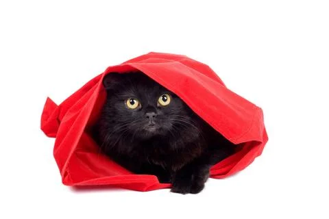 Cute black cat in a red bag isolated Stock Photos