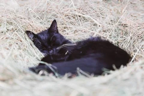 Cute black cat sleeping Stock Photos