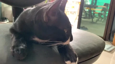 Cute black cat sleeping on a soft chair Stock Footage 163451687