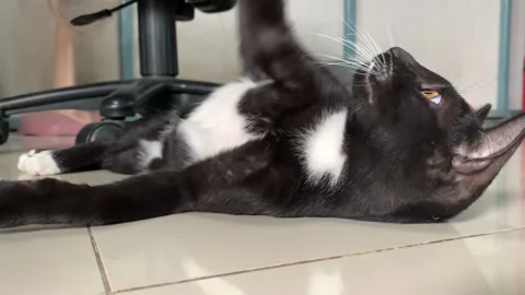Cute black cat sleeping on tiled floor Stock Footage 163451725