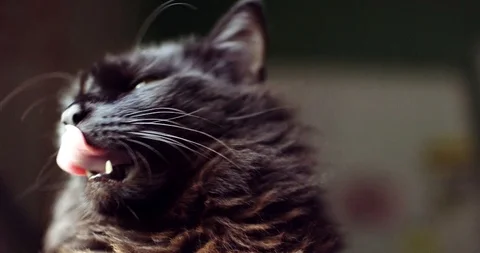 Cute black cat sniffing out window Stock Footage 88934071