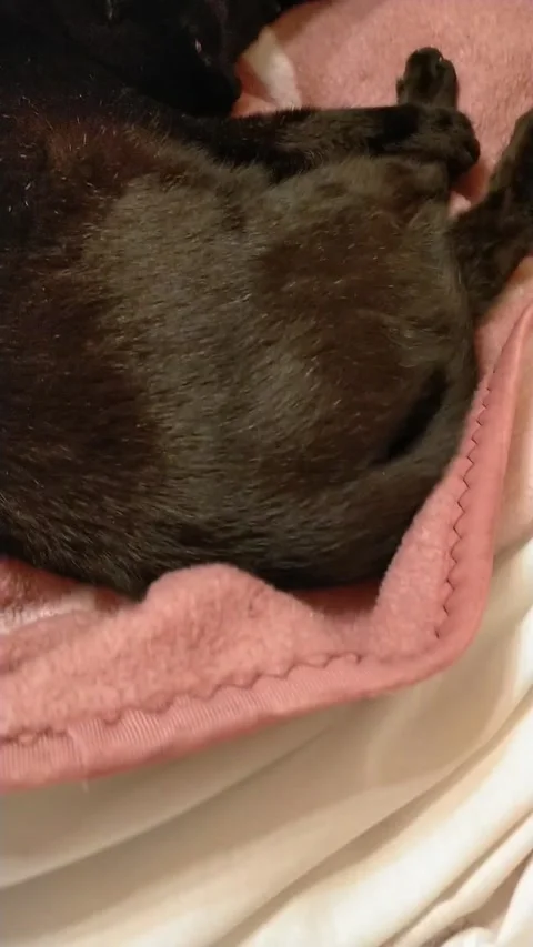 Cute black cat waking up under duvet with a small teddy bear Stock Footage 327190699