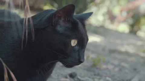 Cute Black Cat Watches Birds Outside Stock Footage 51742653