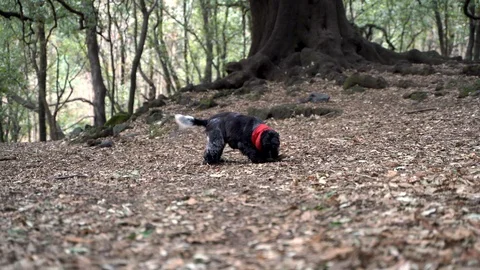 Cute black cocker dog wagging his tail and jumping in the Sicilian forest Video stock 123109274