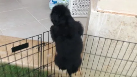 Cute black Cocker spaniel puppy escapes cage to get food Vidéo 234871718