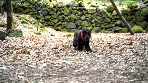 Cute black cocker walking in the woods wearing a red scarf Video stock 123105954