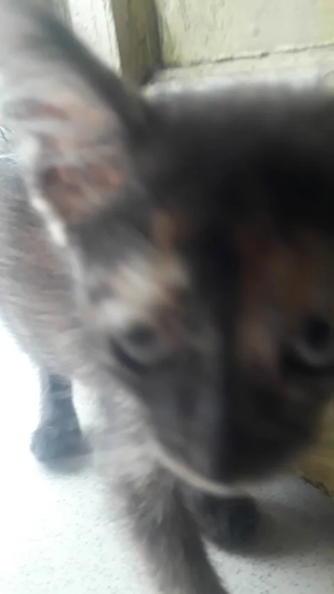 Cute black cute kitten Stock Footage 215536841