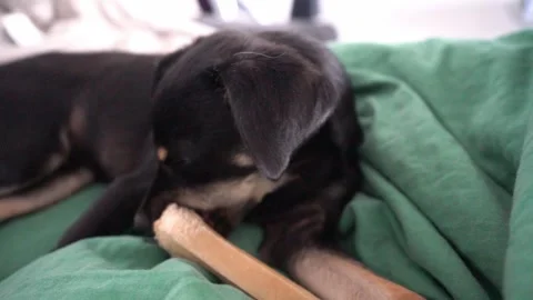 A cute black dog chewing a bone while lying down indoors Stock Footage 315499217