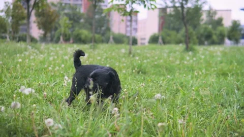 Cute black dog eats grass and runs away Stockbeeldmateriaal 132559081