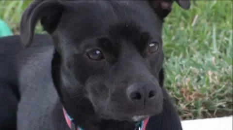 Cute Black Dog Vídeo Stock 11483003