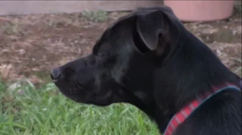 Cute Black Dog Vídeo Stock 11483059