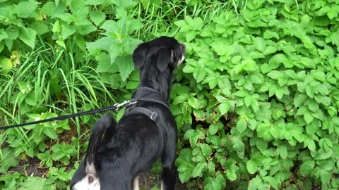 Cute Black Dog Looking Into Camera, Adorable Pet Portrait Stock-Footage 316601809