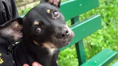 Cute Black Dog Looking Into Camera, Adorable Pet Portrait Stock Footage 316601810