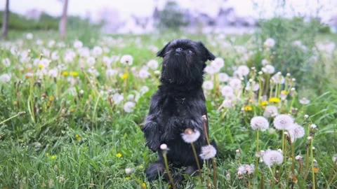 Cute black dog in a park learning beg trick Stock-Footage 132557084