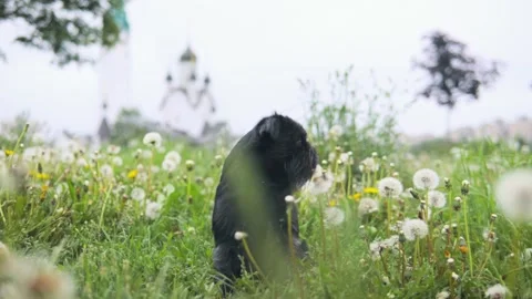 Cute black dog in a park learning beg trick Stock-Footage 138125662