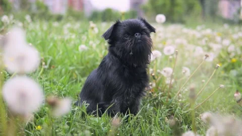 Cute black dog in a park learning beg trick Stock-Footage 138125697
