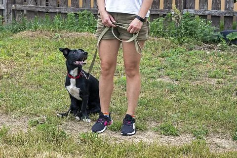 Cute black dog performs the command stand by the right leg. Training and ed.. Foto stock